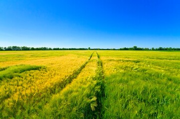 A Beautiful agriculture field and blue sky in summertime in brandenburg