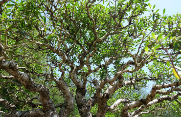 selective focus of Santigi tree leaves (Pemphis acidula) 