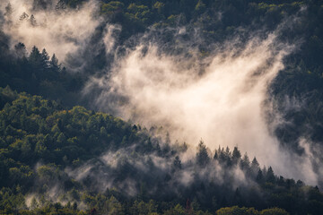 Rising steam over the Black Forest after a rain shower - obrazy, fototapety, plakaty