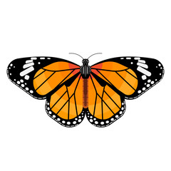  MONARCH BUTTERFLY vector png eps svg