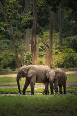 Naklejka na ściany i meble forest elephants in the wild, Central African Republic