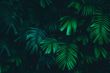 Palm leaves and tropical green shadows, abstract nature background, dark tones, 