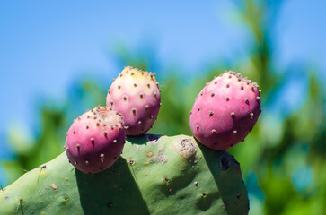 Tre fichi d&rsquo;india dal colore rosato crescono su una foglia spinosa