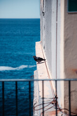A bird sitting in Cinque Terre
