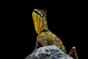 Gonocephalus kuhlii lizard closeup on stone, Closeup head of Gonocephalus kuhlii lizard 