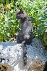 Un cucciolo di gatto dal pelo grigio e con gli occhi gialli sta seduto al sole sulla pietra di un giardino