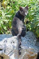 Un cucciolo di gatto dal pelo grigio e con gli occhi gialli sta seduto al sole sulla pietra di un giardino