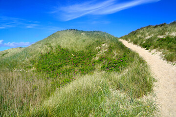 Fototapeta na wymiar Einladender schöner Sandweg über eine hohe Düne am Meer an einem sonnigen Sommertag, Reisen, Urlaub, Dänemark