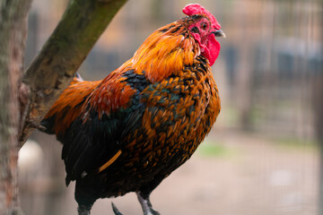 Red rooster in the farm