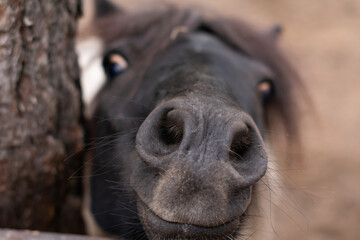 Portrait of a funny brown-eared donkey