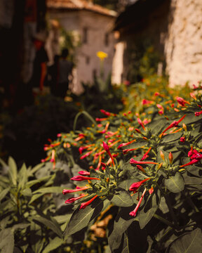 Berat in Albania 
