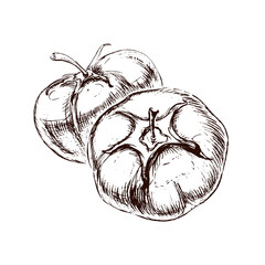 Brown sketch of couple lushy tomatoes in classic engraved style on white