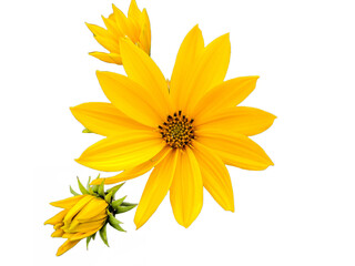 Cheerful sunflower (Helianthus) isolated on white