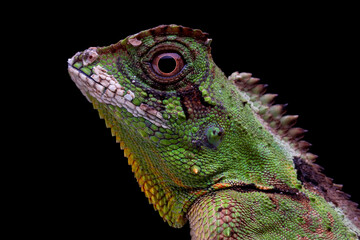 Gonocephalus kuhlii lizard closeup head on isolated background, Closeup head of Gonocephalus kuhlii lizard 
