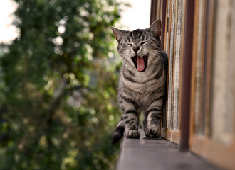 Cute yawning cat on windowsill stock images. Brown tabby cat on a summer day horizontal stock photo images