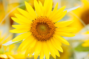 Naklejka premium ひまわり畑