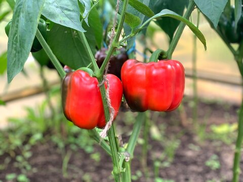 Green Bell Pepper, Paprika or Capsicum growing in a greenhouse