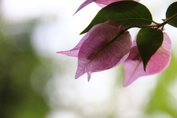 ブーゲンビリア