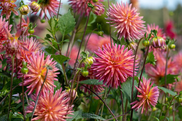 Stunning dahlia flowers by the name Dahlia Josudi Telstar, photographed with a macro lens on a sunny day in early autumn at Wisley, near Woking in Surrey UK