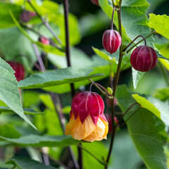 Stunning red and yellow abutilon flower, photographed with a macro lens on a sunny day in early autumn at Wisley, near Woking in Surrey UK