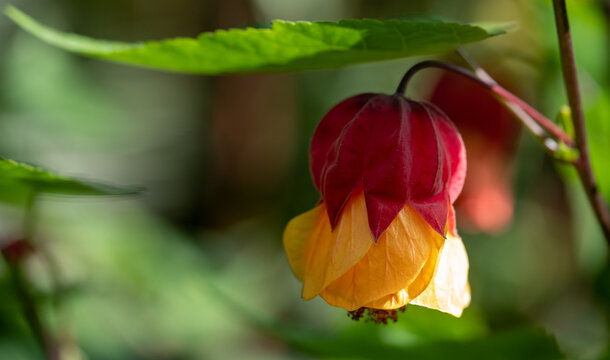Stunning red and yellow abutilon flower, photographed with a macro lens on a sunny day in early autumn at Wisley, near Woking in Surrey UK