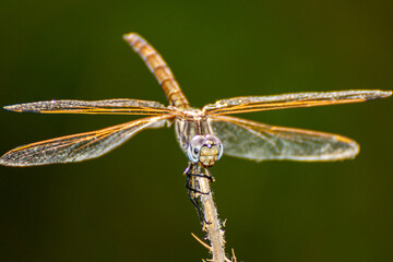 dragonfly