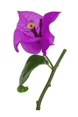 Purple Bougainvillea glabra Choisy flower isolated on white background