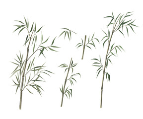 Watercolor set with bamboo. Hand drawn isolated illustration on white background