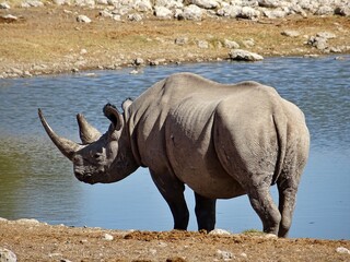 Fototapeta premium rhino in the wild