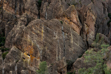 Fototapeta na wymiar Texture of Rock Wall and Trees In Pinnacles