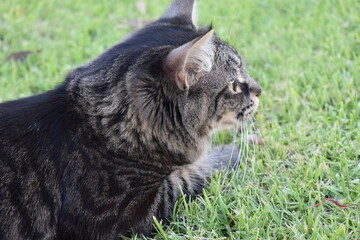 Obraz premium portrait of a cat