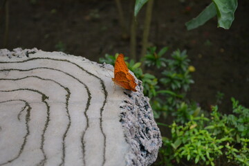 orange butterfly