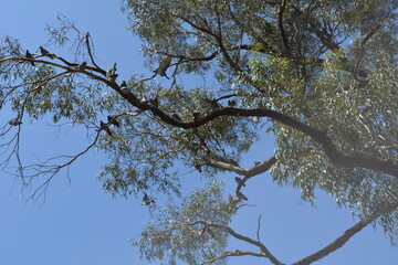 tree branches against blue sky