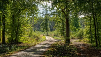 Ein Wanderweg im grünem Wald.