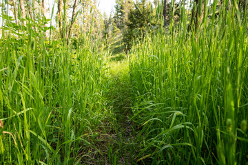 Tall Thick Grasses Choke The Rescue Creek Trail