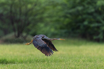 Purple Heron Taking off Chennai Tamil Nadu 