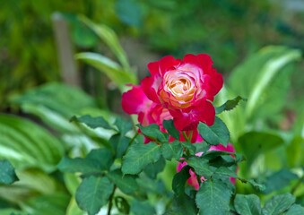 A beautiful red rose grows on a branch of a bush