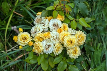 A bush of autumn roses grows on the lawn