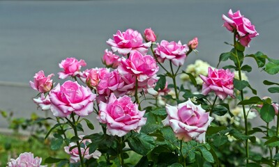 A lot of roses grow on the lawn