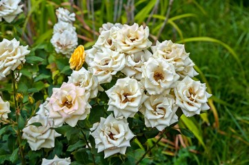 Beautiful roses grow on the lawn