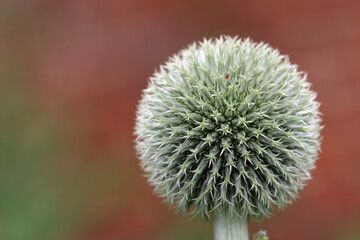 Globe thistle flower in close up