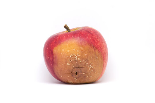 Rotten apple cultivar Rubin affected with Moniliosis mold. Mildew on the red apple Infected by Monilia Fructigena . On the white background.