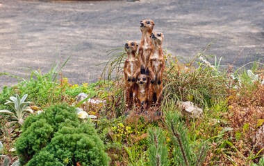 A sculpture of meerkats stands on a flower bed