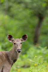 Sambar Deer Looking At You From Kabini India