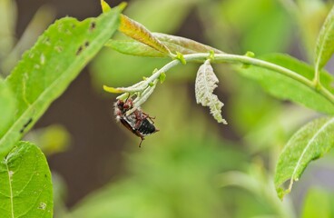 A May bug is hanging on a branch