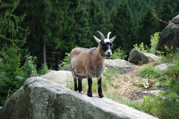 Young billy goat on a rock in the Harz Mountains in Germany