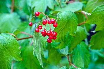 The fruits of red viburnum grow on a branch