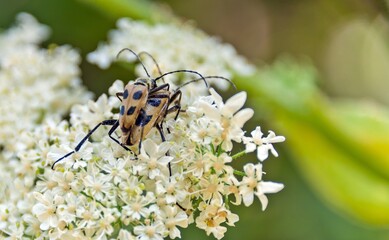 Two beetles are sitting on a white flower