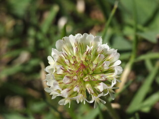 Schöne Kleeblüten