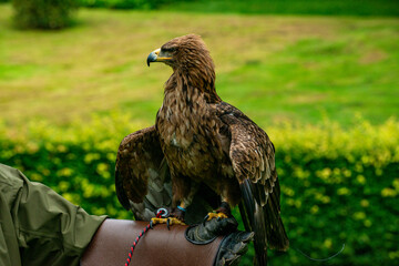 Falconry 